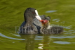 Coot Feeding Chick