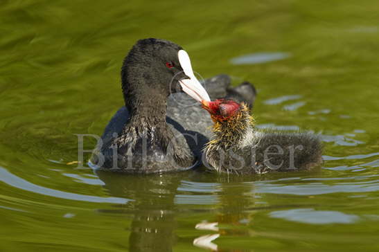 Coot Feeding Chick