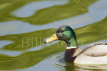 Mallard