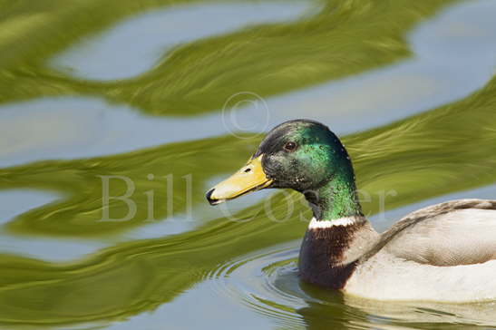 Mallard Drake