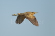 Bittern