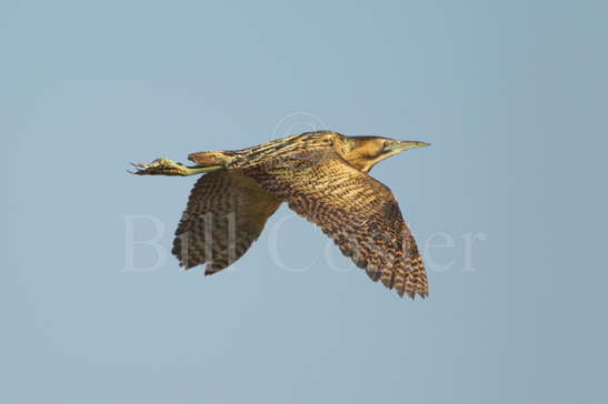 Bittern