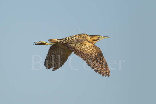 Bittern in Flight