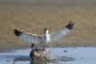 Avocet attacking Mallard
