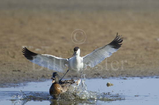Avocet attacking Mallard
