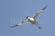Avocet