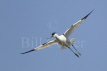 Avocet in Flight