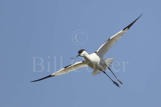 Avocet