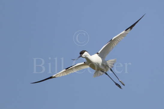 Avocet in Flight