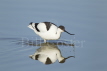 Avocet Feeding