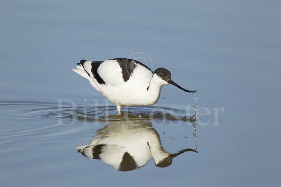 Avocet