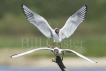 Black-hHeaded Gull landing