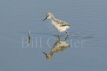 Avocet Chick
