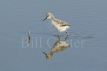 Avocet Chick Reflection