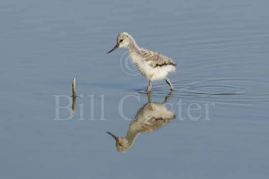 Avocet Chick