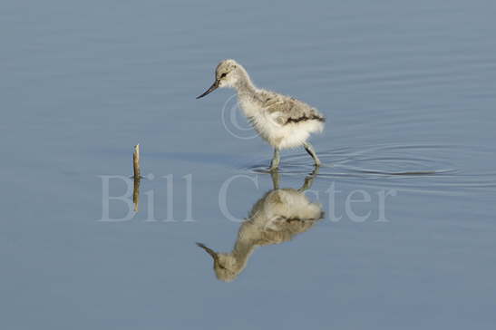 Avocet Chick Reflection