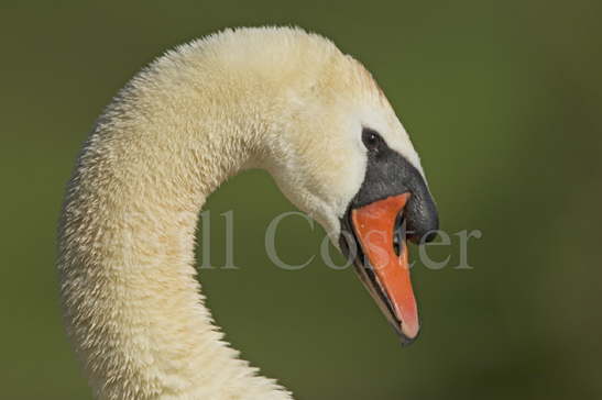 Mute Swan Head