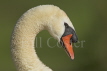 Mute Swan Head