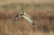 Short Eared Owl