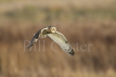 Short-eared Owl Hunting