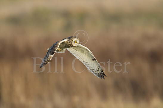 Short-eared Owl Hunting