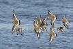 Black Tailed Godwit winter
