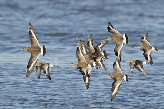 Black-tailed Godwit Flock Flight