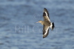 Black Tailed Godwit winter