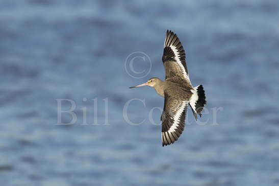 Black Tailed Godwit winter