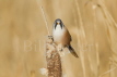 Bearded Reedling