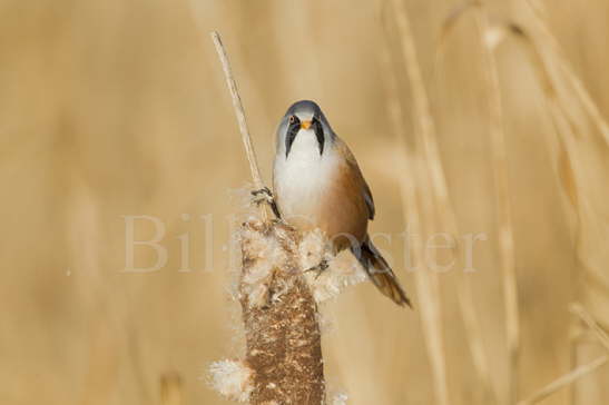 Bearded Reedling