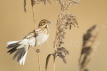 Reed Bunting