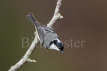 Coal Tit