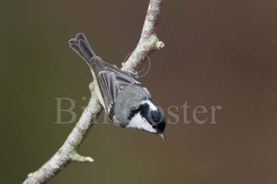 Coal Tit