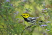 Black-throated Green Warbler