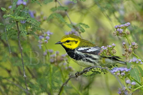 Black-throated Green Warbler