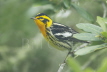 Blackburnian Warbler