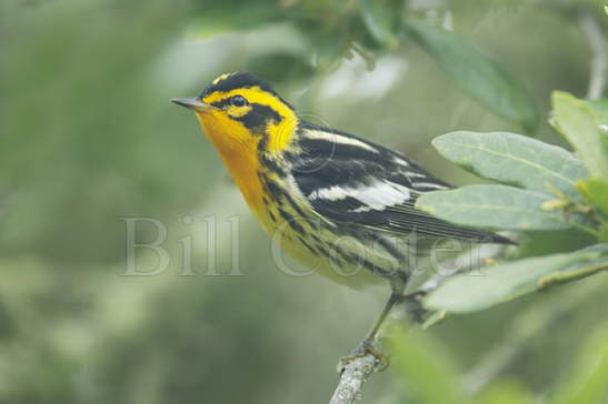 Blackburnian Warbler