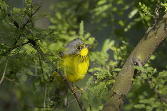 Canada Warbler