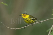 Cape May Warbler