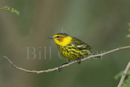 Cape May Warbler