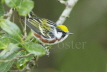 Chesnut-sided Warbler