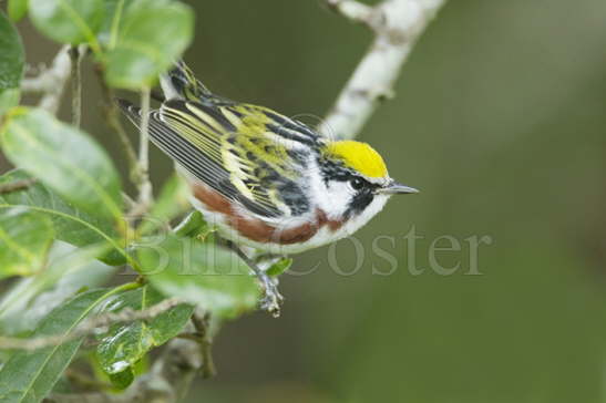 Chesnut-sided Warbler