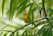 Prothonotory Warbler singing