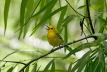 Prothonotary Warbler