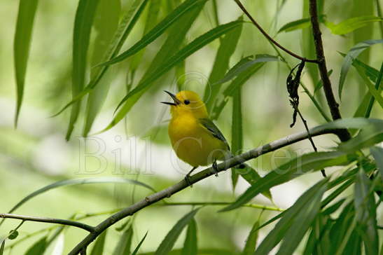 Prothonotory Warbler singing