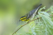 Townsend's Warbler