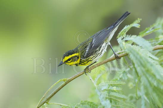 Townsend's Warbler