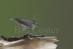 Northern Waterthrush