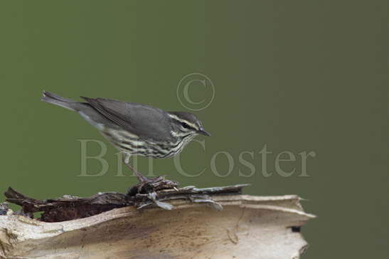 Northern Water Thrush